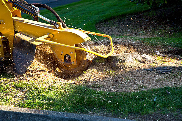 Best Tree Fertilization Services  in USA